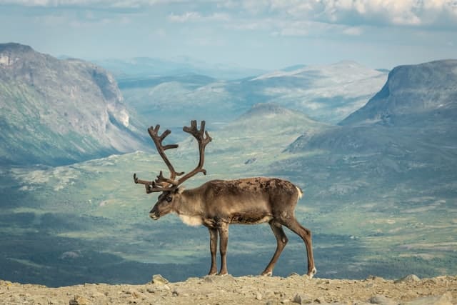 Reindeer Antlers