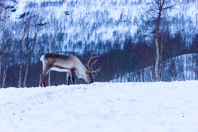 Rangifer tarandus