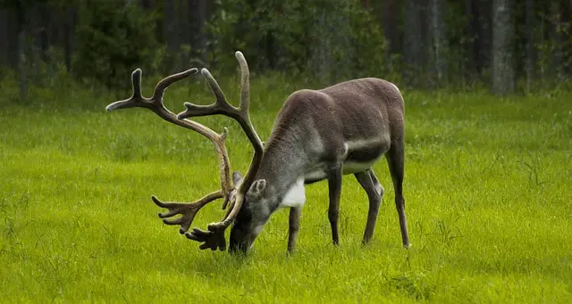Reindeer Antlers - Comparing the Shape of Antlers to Horns