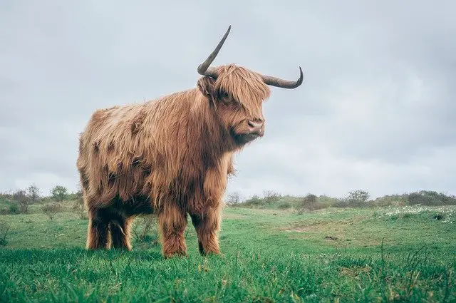 Scottish Highland Bull Horns
