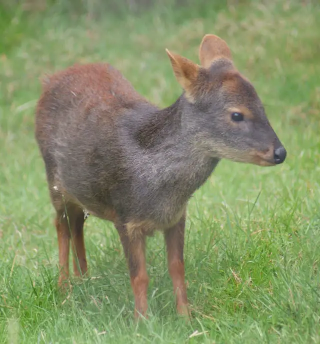 Southern Pudu Deer