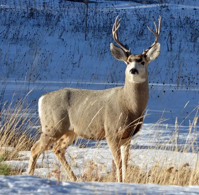 Types of Deer: A Deer Species List from Around the World - World Deer