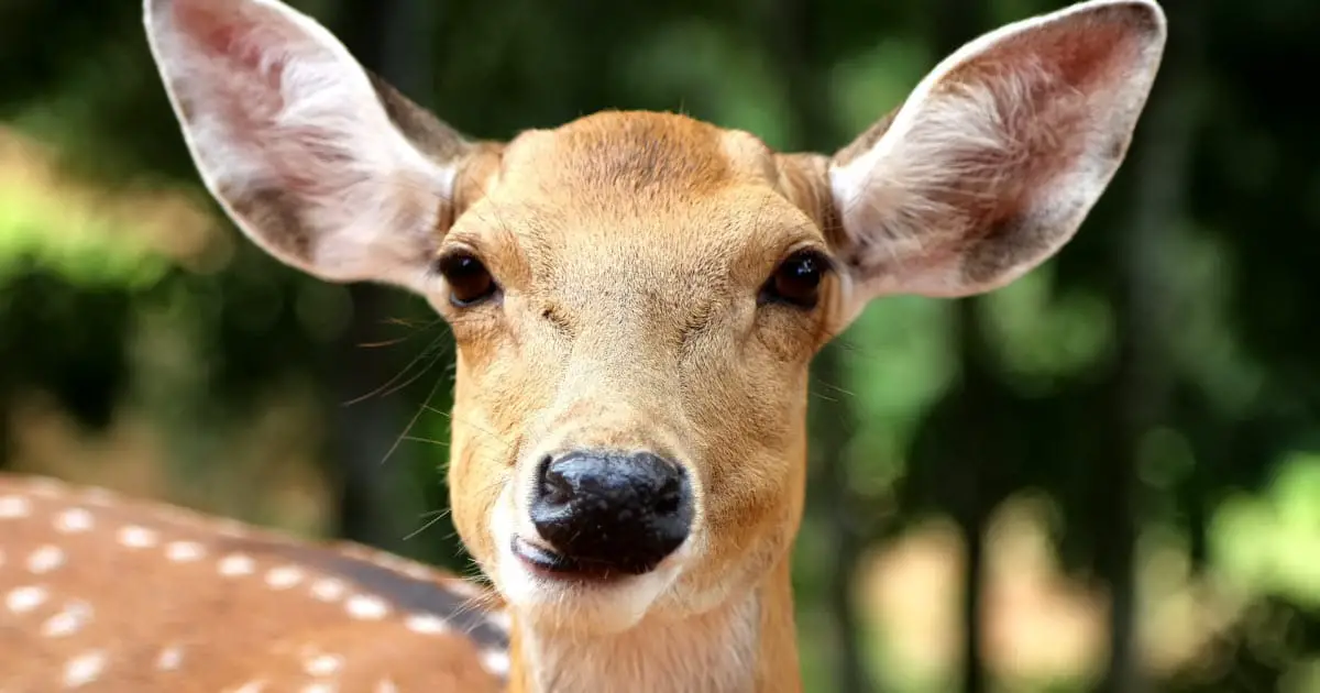 What Does it Mean When a Deer Stares At You (body language explained)