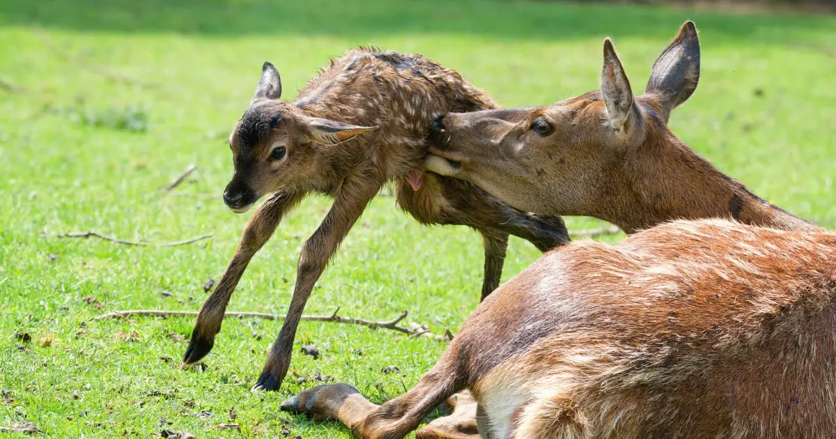 When Do Deer Give Birth? | Reproductive Cycle of Deer - World Deer