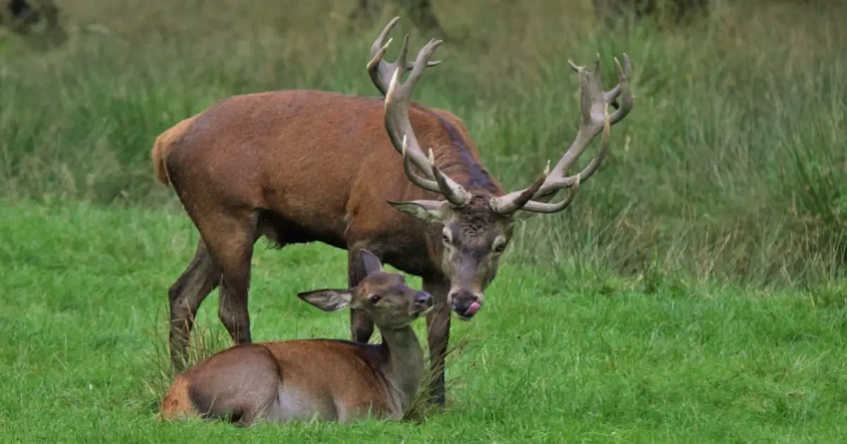 When is Deer Mating Season