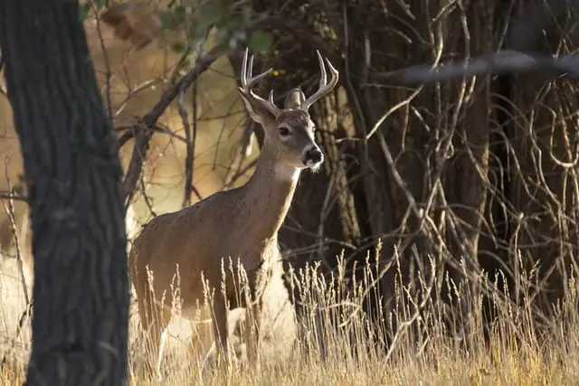 White Tailed Deer vs Mule Deer Antlers - Whitetail Deer Buck