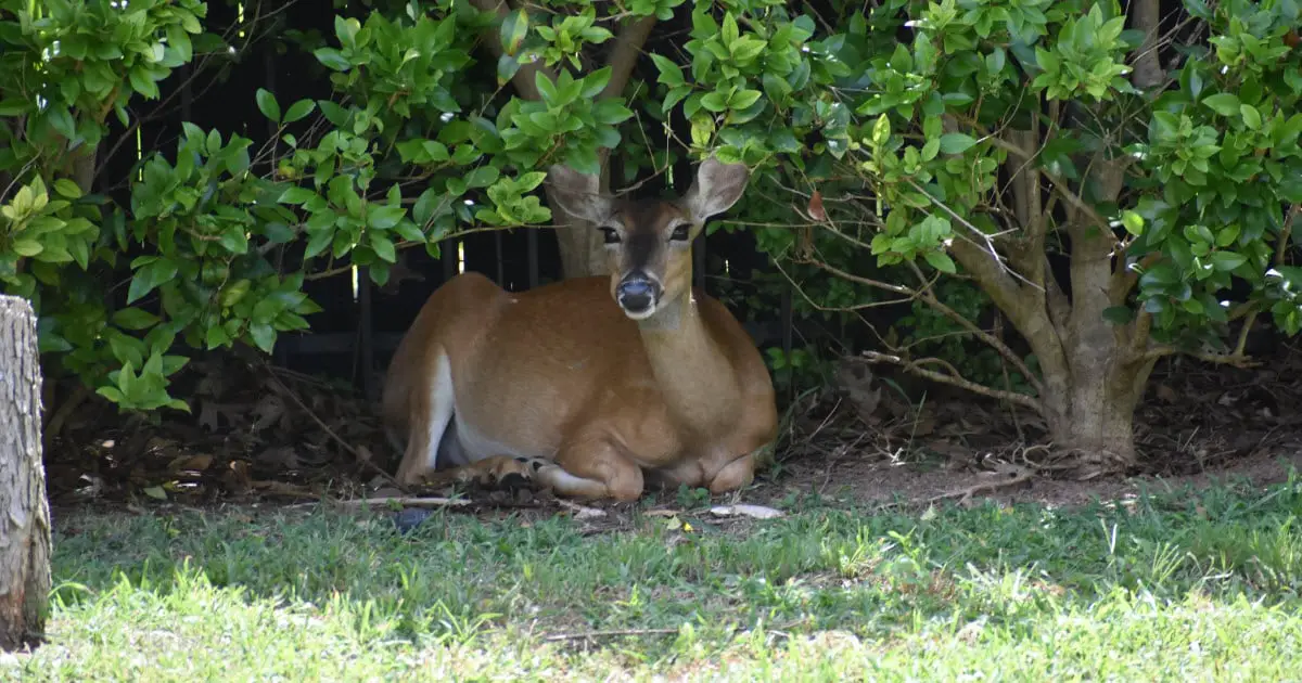 Why Do Deer Sleep in My Yard