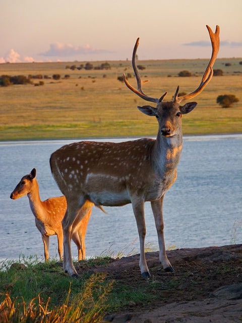 About Breeding Cycles in Deer and How They Impact When Deer Give Birth