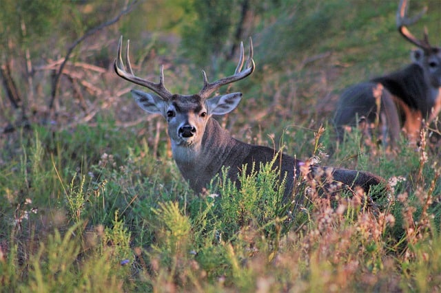 Alert Male Deer Staring at Camera - About to Attack