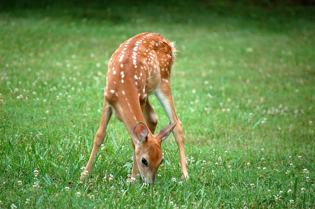 Antelope and Deer Comparison