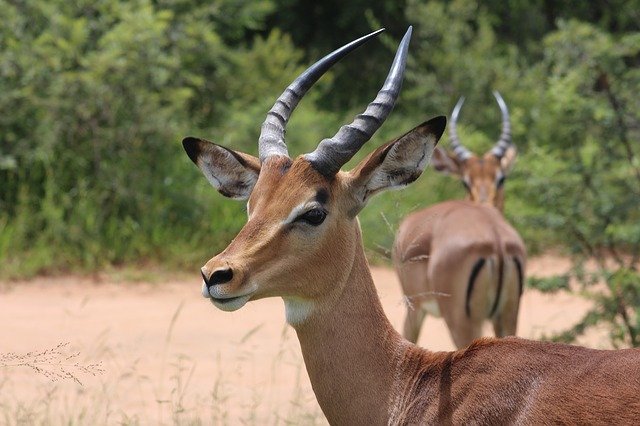 Antelope vs Deer Comparison