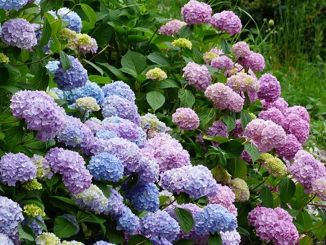 Are Hydrangeas Deer Resistant?