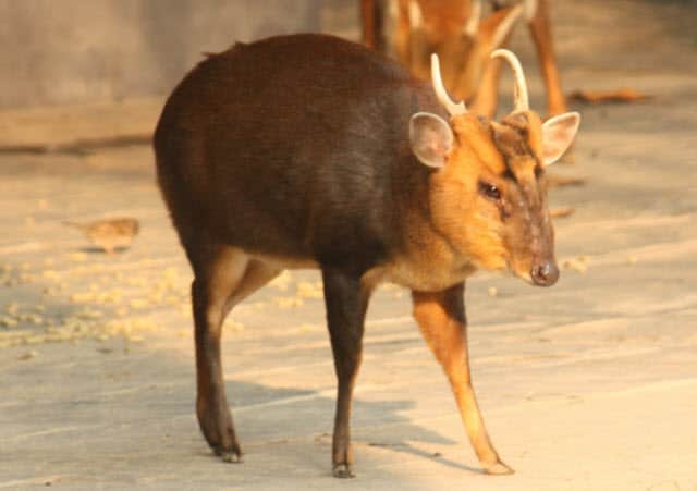 Black Muntjac Deer