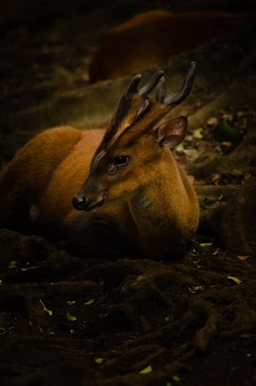 Bornean Yellow Muntjac Deer