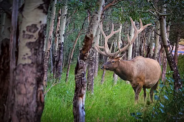 Difference Between Elk and Other Deer Species - Bull Elk in a Forest