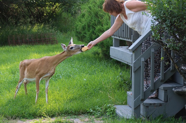 Cheap Way to Feed Deer