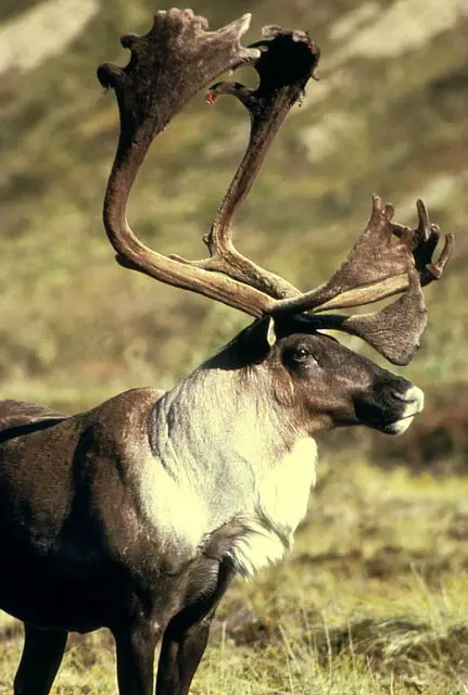 Comparing Caribou to Reindeer - A Caribou in Canada with Massive Antlers
