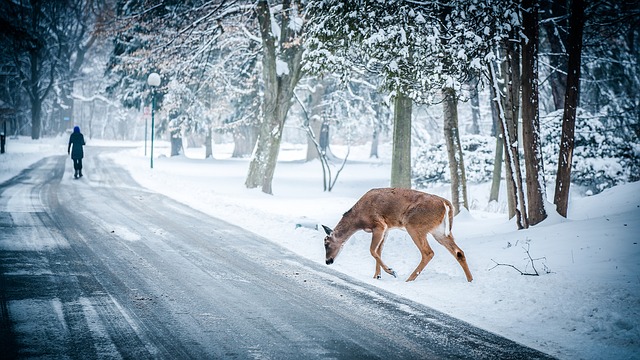 Deer and People Live in Close Proximity Now