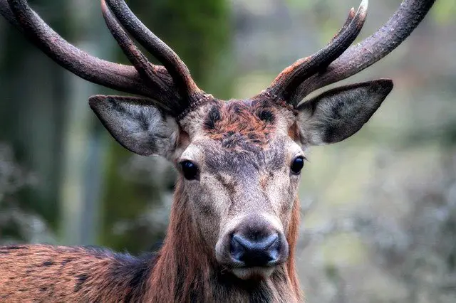 Deer Antler Close Up