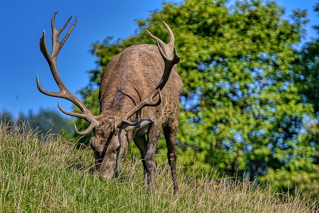 How to Keep a Deer From Attacking You