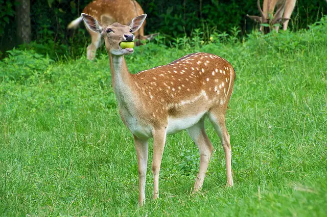 Deer Eating an Apple