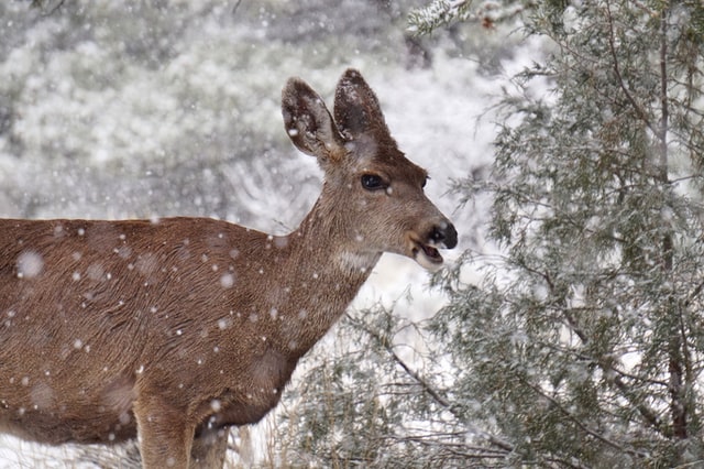 Deer in Snow