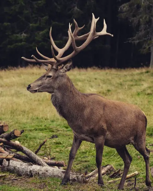 Deer or Antelope - A Deer's Antlers Help Distinguish it from Antelope (they have horns)