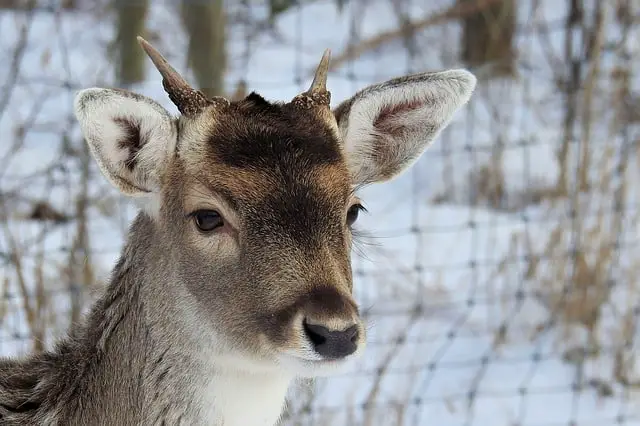 Deer Regrowing Antlers After Shedding Them