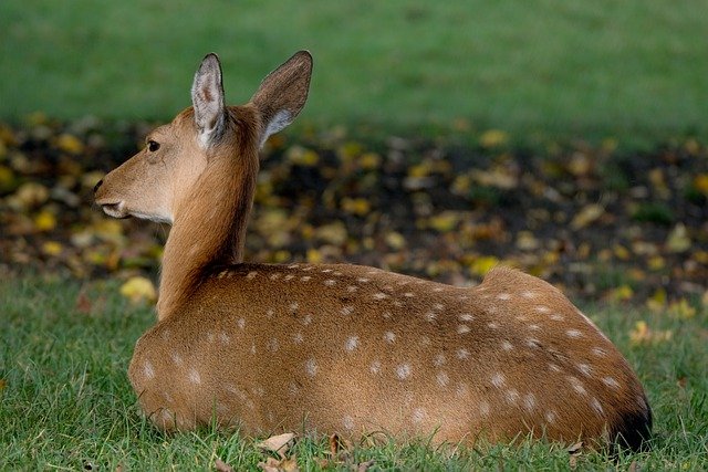 Deer Sleeping in Yard