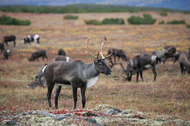 elk vs caribou vs reindeer