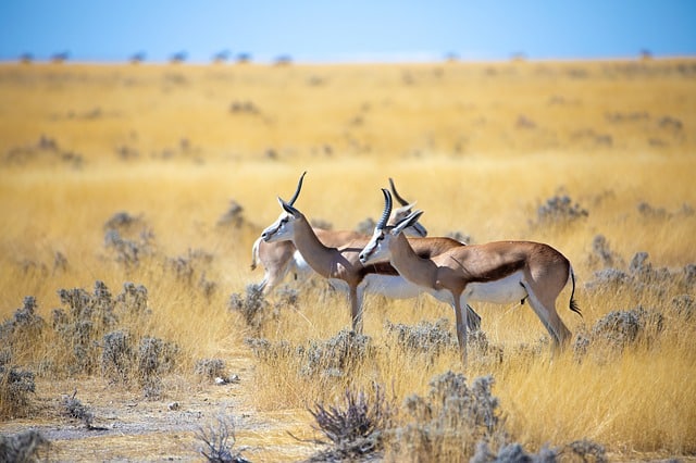 Difference Between Deer and Antelope