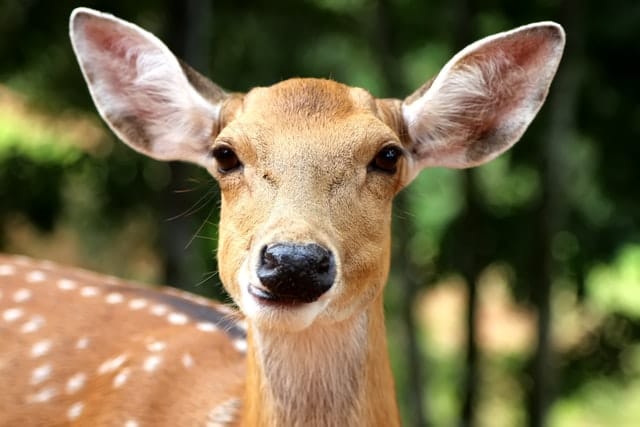 Difference Between Deer and Reindeer