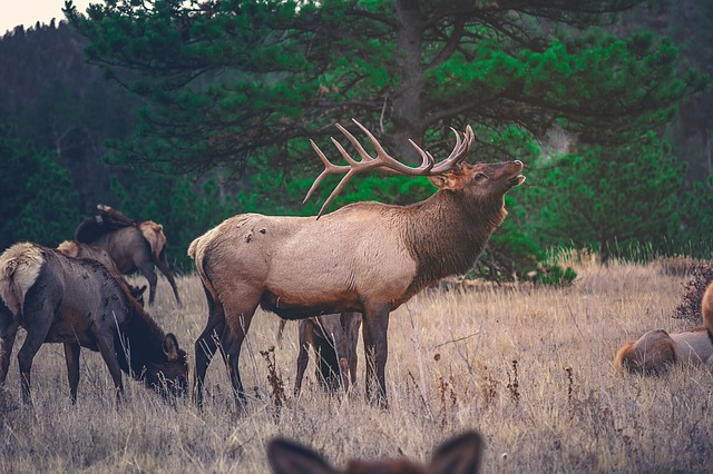 What Is The Difference Between Elk Moose And Deer