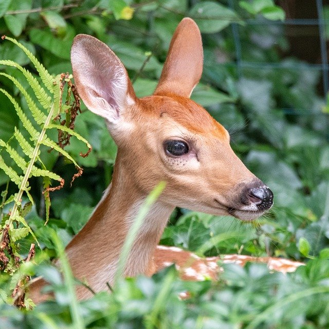 Do Deer Feel Grief or Have Emotions?