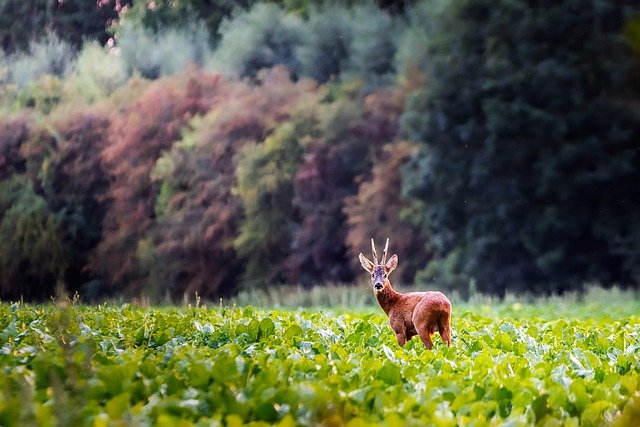 Do Deer Mourn or Experience Grief?