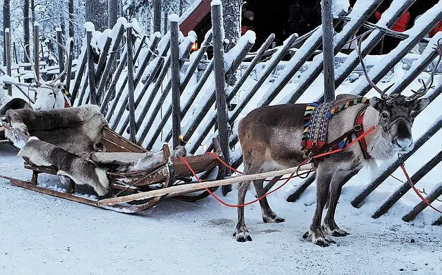 A Domesticated Reindeer in Harness Hooked to a Sleigh