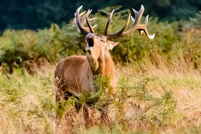 Elk Stag in Rut - When Do Deer Attack Humans