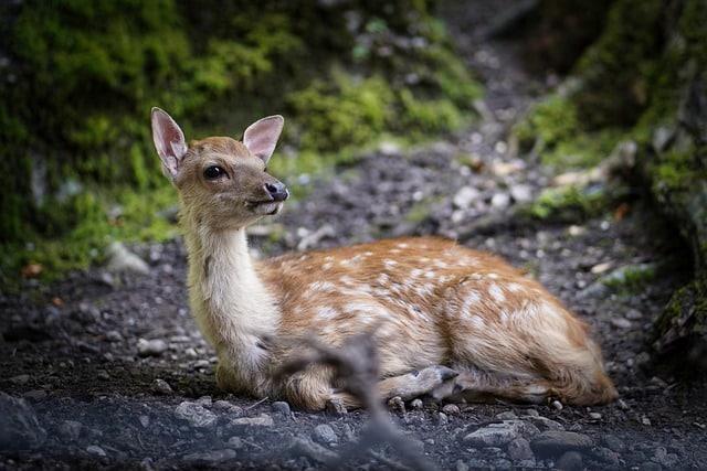 Fawn Lying Alone