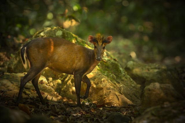 Fea's Muntjac Deer