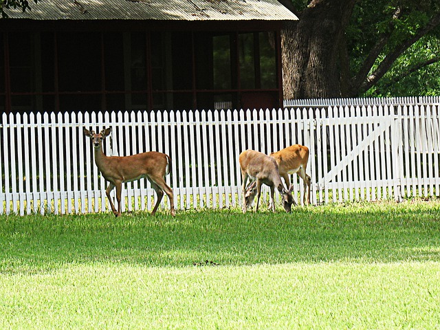 Fence to Keep Deer Away from Hydrangeas