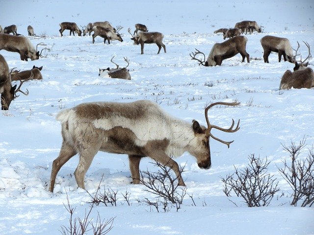 Herd of Reindeer