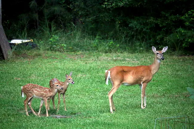 How a Mother Deer Finds Her Fawn