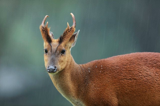 Indian Muntjac Deer