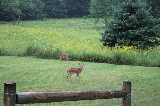 Low Cost Way to Feed Deer