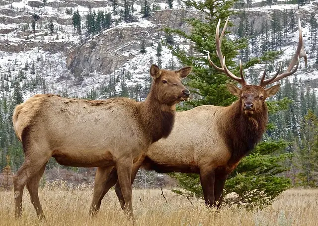 Picture of a Male and Female Elk