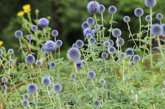 Mass Planting of Globe Thistle, Which Deer Dislike