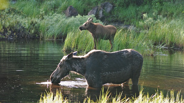 Moose with Her Calf