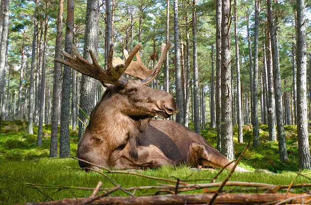 Moose Habitat