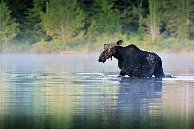 Female Moose in water