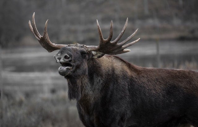 Moose Mating Habits and Reproduction